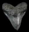 Robust, Megalodon Tooth - South Carolina #36240-2